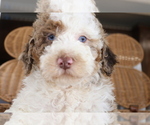 Small Photo #1 Poodle (Miniature) Puppy For Sale in STAFFORD, VA, USA