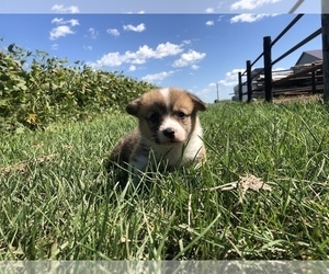 Pembroke Welsh Corgi Puppy for sale in ARTHUR, IL, USA