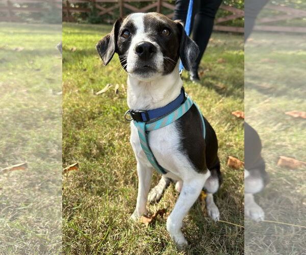 Medium Photo #2 Mutt Puppy For Sale in Greenville, SC, USA