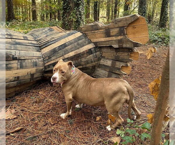 Medium Photo #1 American Staffordshire Terrier-Unknown Mix Puppy For Sale in Raleigh, NC, USA