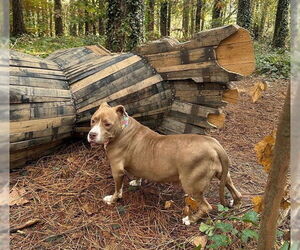 American Staffordshire Terrier-Unknown Mix Dogs for adoption in Raleigh, NC, USA