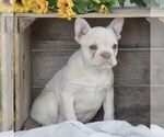 Small Photo #2 French Bulldog Puppy For Sale in HONEY BROOK, PA, USA