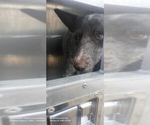 Mutt Dogs for adoption in San Antonio, TX, USA