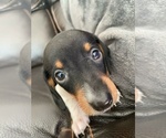 Small Photo #3 Dachshund Puppy For Sale in GRANBY, CT, USA