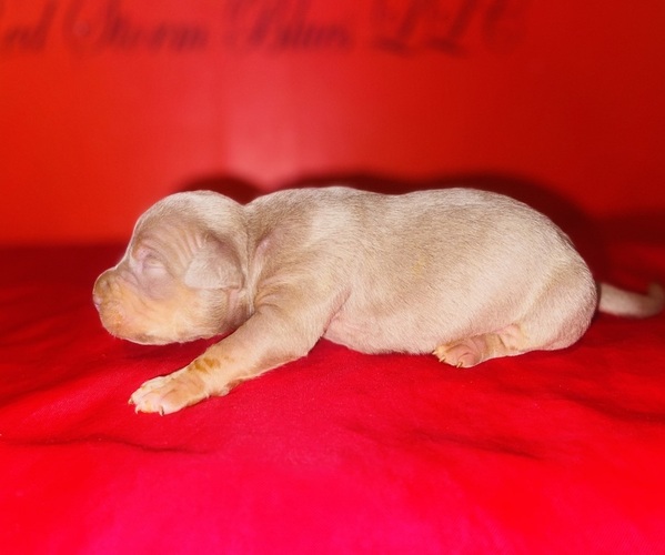 Medium Photo #27 American Bully Puppy For Sale in TRENTON, NJ, USA