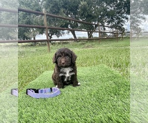 Miniature Australian Shepherd-Poodle (Toy) Mix Puppy for sale in EL CAMPO, TX, USA