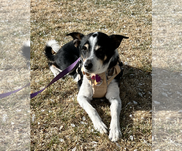 Medium Photo #4 German Shepherd Dog-Great Pyrenees Mix Puppy For Sale in Aurora, CO, USA