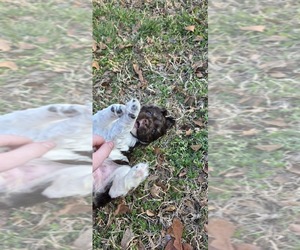 Medium Cocker Spaniel