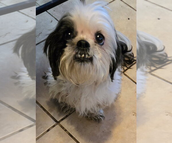 Medium Photo #4 Shih Tzu Puppy For Sale in San Antonio, TX, USA