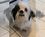 Small #3 Shih Tzu