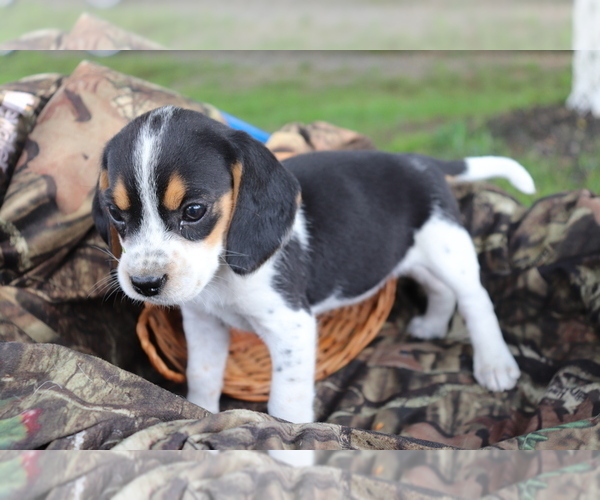 Medium Photo #2 Beagle Puppy For Sale in SHILOH, OH, USA
