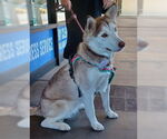 Small #1 Siberian Husky