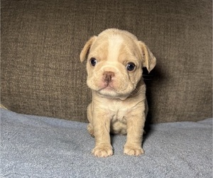 French Bulldog Puppy for sale in DAVENPORT, FL, USA