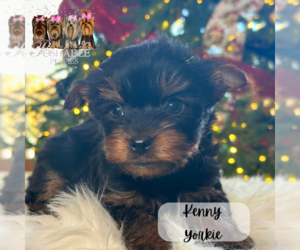 Yorkshire Terrier Puppy for sale in ELMHURST, IL, USA