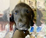 Small #4 Labrador Retriever Mix