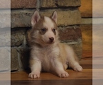 Small Photo #2 Siberian Husky Puppy For Sale in SILEX, MO, USA