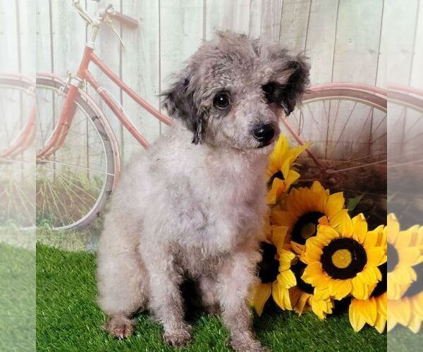 Medium Photo #1 Poodle (Toy) Puppy For Sale in ARTHUR, IL, USA