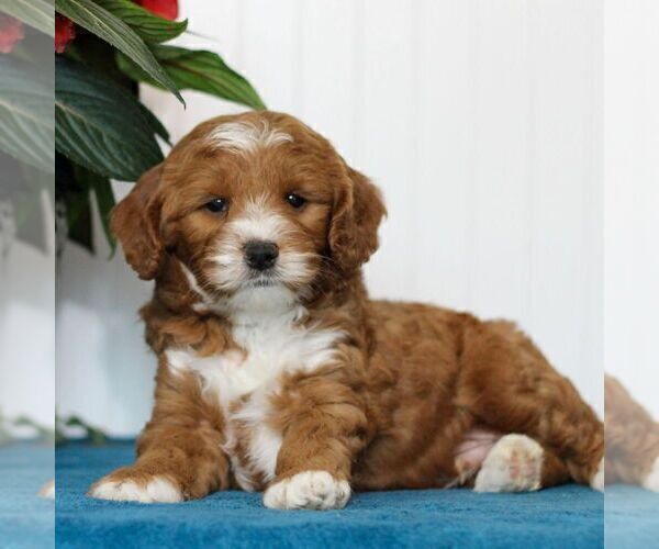 Medium Photo #4 Cavapoo Puppy For Sale in EAST EARL, PA, USA
