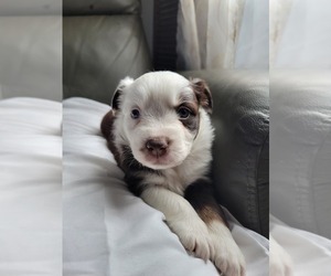 Miniature Australian Shepherd Puppy for sale in WILLIAMSBURG, CO, USA