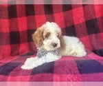 Small #1 Cavapoo