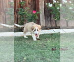 Small #2 Border Collie