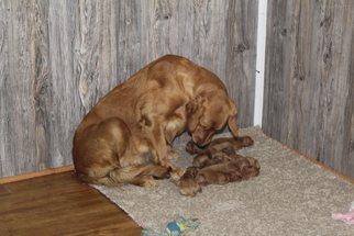 Mother of the Goldendoodle puppies born on 01/12/2019