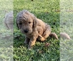 Puppy Dulley Goldendoodle (Miniature)