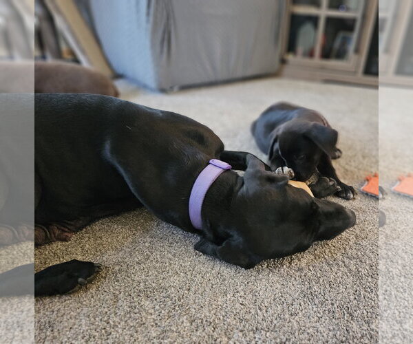 Medium Photo #4 Labrador Retriever-Unknown Mix Puppy For Sale in Fargo, ND, USA