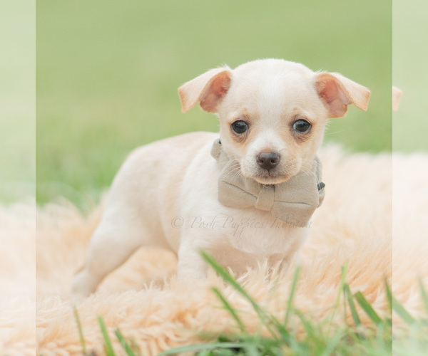 Medium Photo #2 Chihuahua Puppy For Sale in WARSAW, IN, USA