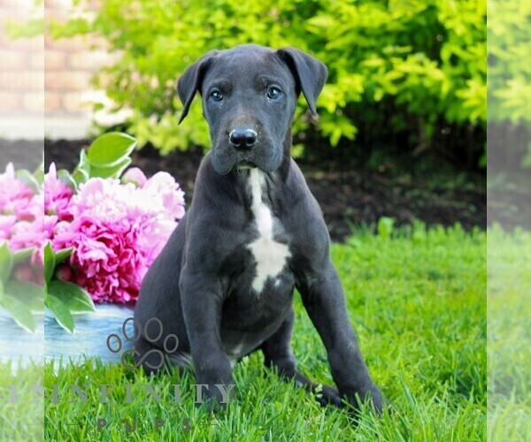 Medium Photo #4 Great Dane Puppy For Sale in RICHLAND, PA, USA