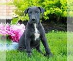 Small #3 Great Dane