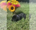 Small #6 Labrador Retriever