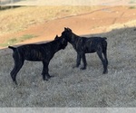 Small #6 Cane Corso