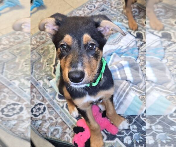 Medium Photo #1 Mutt Puppy For Sale in New London, WI, USA
