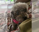 Small #2 Poodle (Miniature) Mix