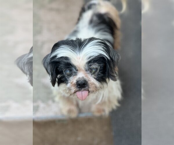 Medium Photo #3 Shih Tzu Puppy For Sale in Dana Point, CA, USA