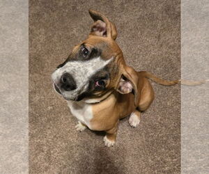 Boxer-Unknown Mix Dogs for adoption in Hillsboro, MO, USA