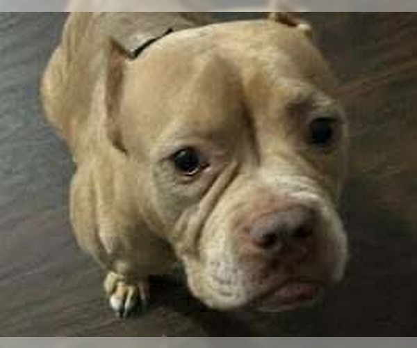 Medium Photo #2 Bulldog-Unknown Mix Puppy For Sale in Germantown, OH, USA