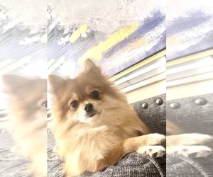 Pomeranian Puppy for sale in DORAL, FL, USA