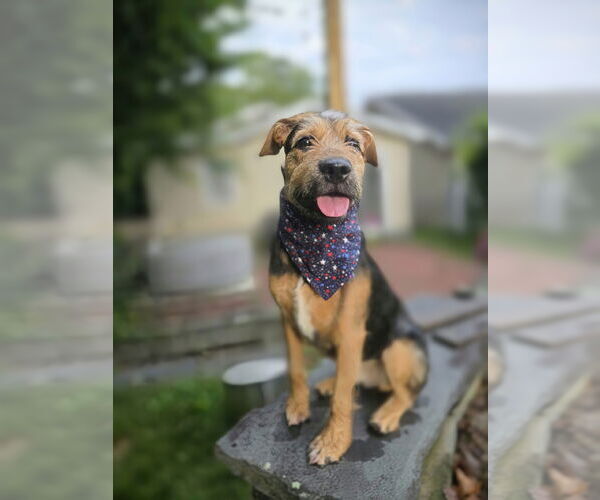 Medium Photo #15 Mutt Puppy For Sale in Rockaway, NJ, USA