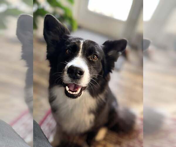 Medium Photo #4 Border Collie-Unknown Mix Puppy For Sale in Milwaukie, OR, USA