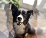 Small #3 Border Collie Mix
