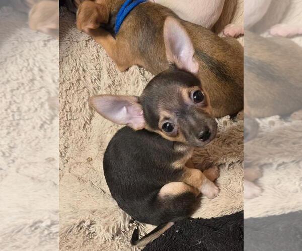 Medium Photo #1 Chihuahua Puppy For Sale in SPRINGFIELD, OH, USA