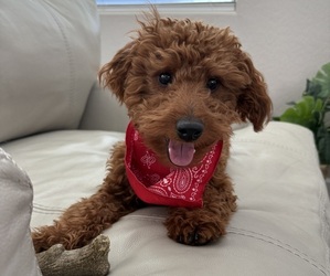 Father of the Irish Doodle (Miniature) puppies born on 10/28/2025