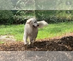 Small #4 English Cream Golden Retriever