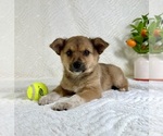Small #1 Miniature Australian Shepherd-Pomsky Mix