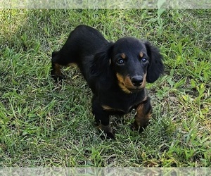 Dachshund Puppy for sale in CLARK, MO, USA