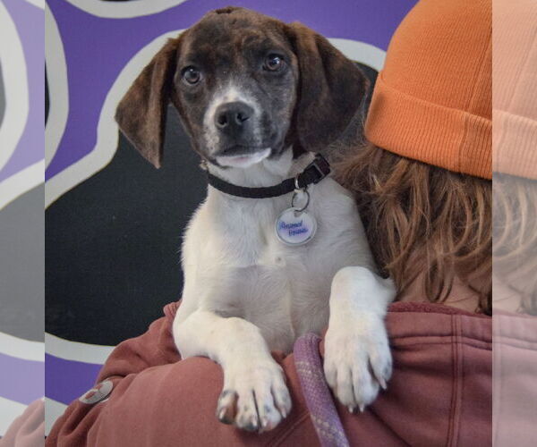 Medium Photo #5 Beagle-Pointer Mix Puppy For Sale in Huntley, IL, USA
