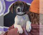 Small #4 Beagle-Pointer Mix