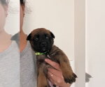 Small #1 Mutt